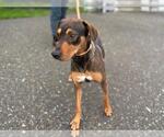 Small Doberman Pinscher Mix