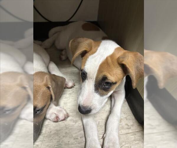 Medium Photo #1 American Pit Bull Terrier Puppy For Sale in Plano, TX, USA