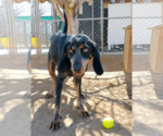 Small #7 Bluetick Coonhound