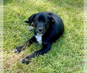 Labrador Retriever-Unknown Mix Dogs for adoption in Texarkana, TX, USA