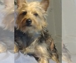 Small Photo #1 Yorkshire Terrier Puppy For Sale in PITTSBURGH, PA, USA