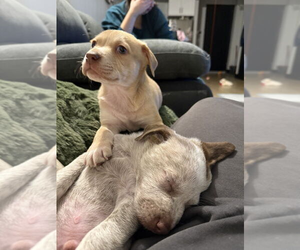 Medium Photo #4 Mutt Puppy For Sale in Brooklyn, NY, USA