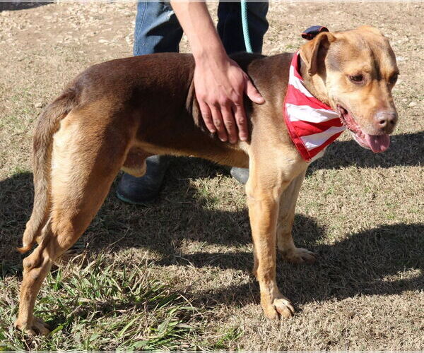 Medium Photo #4 Labrottie Puppy For Sale in Bandera, TX, USA
