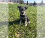 Small Photo #6 Schnauzer (Miniature) Puppy For Sale in LAWRENCE, MI, USA