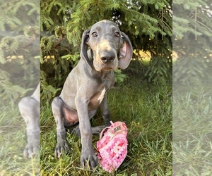 Great Dane Puppy for sale in MIDDLEBURY, IN, USA