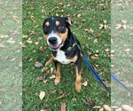 Small #2 Mutt