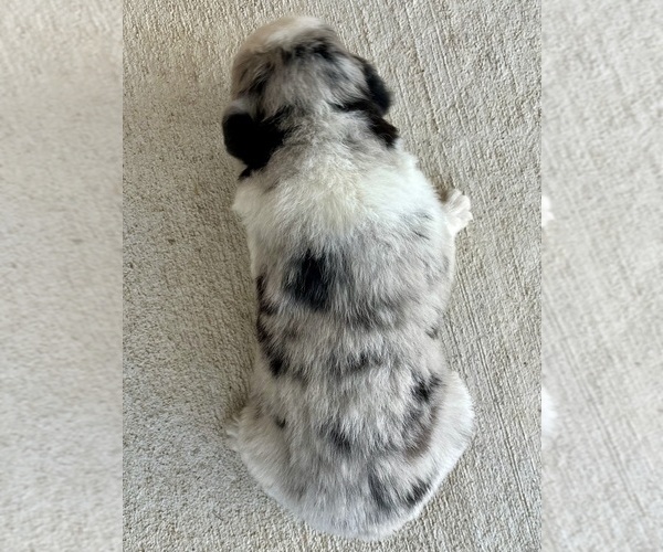 Medium Photo #6 Australian Shepherd Puppy For Sale in LODA, IL, USA
