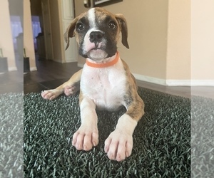 Boxer Puppy for Sale in LUCERNE VALLEY, California USA