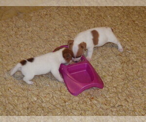 Jack Russell Terrier Puppy for Sale in CINCINNATI, Ohio USA