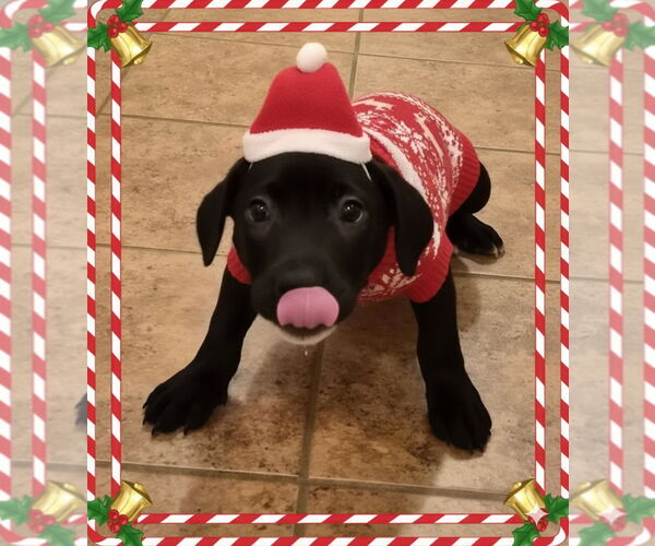 Medium Photo #1 American Pit Bull Terrier-Unknown Mix Puppy For Sale in Holly Springs, NC, USA