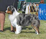 Small Photo #1 Miniature American Shepherd Puppy For Sale in FRESNO, CA, USA