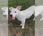 Small Bull Terrier Mix