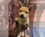 Small Photo #7 Shiba Inu Puppy For Sale in NEW YORK, NY, USA
