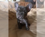 Small Photo #2 French Bulldog Puppy For Sale in BONNEAU, SC, USA