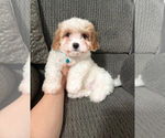 Small Cavapoo (Toy)