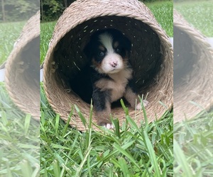Bernese Mountain Dog Puppy for sale in LAWRENCEBURG, TN, USA