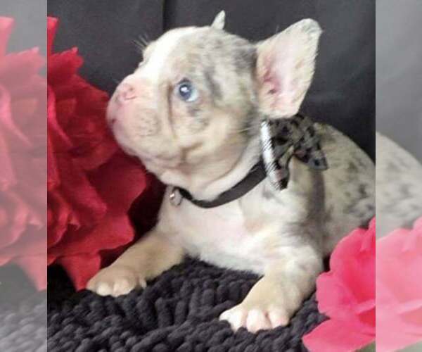 Medium Photo #3 French Bulldog Puppy For Sale in BOSTON, KY, USA