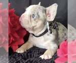 Small #2 French Bulldog