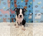 Small Photo #1 Boston Terrier Puppy For Sale in MARTINSVILLE, IN, USA