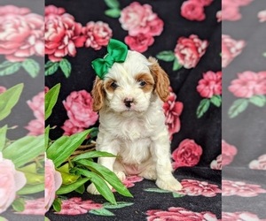 Cavapoo Puppy for sale in N HOLLYWOOD, CA, USA