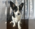 Small #55 Aussie-Corgi
