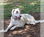 Small #2 Labrador Retriever-white german shepherd Mix