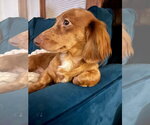 Small Photo #2 Dachshund Puppy For Sale in St. Louis Park, MN, USA