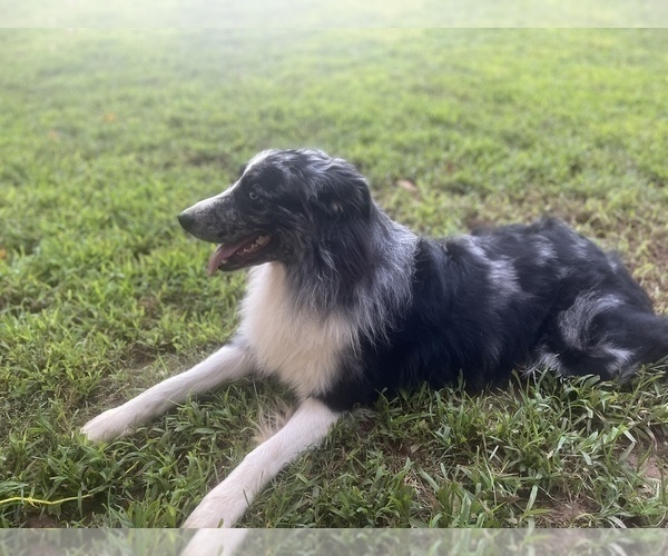 Medium Photo #1 Australian Shepherd Puppy For Sale in YADKINVILLE, NC, USA
