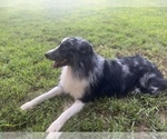 Small Photo #1 Australian Shepherd Puppy For Sale in YADKINVILLE, NC, USA