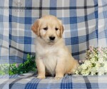 Small Photo #4 Golden Retriever Puppy For Sale in GAP, PA, USA