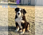 Small Photo #3 Australian Shepherd Puppy For Sale in MALAKOFF, TX, USA