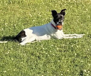 Cara (GA) - Female Mutt Dog for Adoption - Photo #4