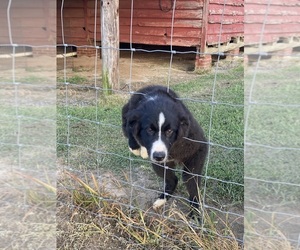 Australian Shepherd Puppy for sale in SAINT MATTHEWS, SC, USA