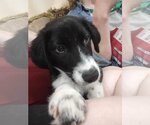Small Photo #1 Collie-Unknown Mix Puppy For Sale in Dahlgren, VA, USA