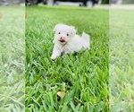 Small Photo #10 Maltese Puppy For Sale in ORLANDO, FL, USA