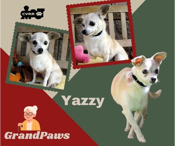 Medium Photo #1 Chihuahua-Unknown Mix Puppy For Sale in Lindsay, CA, USA
