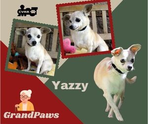 Chihuahua-Unknown Mix Dogs for adoption in Lindsay, CA, USA