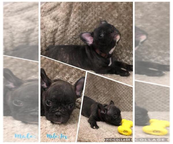 Medium Photo #8 French Bulldog Puppy For Sale in MIAMI, FL, USA