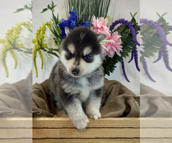 Medium Photo #1 Pomsky Puppy For Sale in ROCKFORD, IL, USA