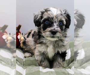 Havanese-Poodle (Toy) Mix Puppy for Sale in HENDERSONVILLE, North Carolina USA