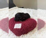 Small #128 Bernedoodle