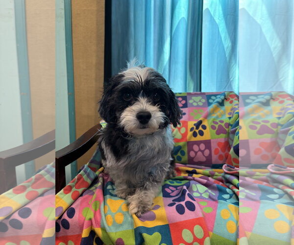 Medium Photo #1 Maltipoo (Miniature) Puppy For Sale in Pacolet, SC, USA