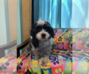 Maltipoo (Miniature) Dogs for adoption in Pacolet, SC, USA