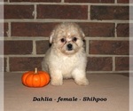 Small ShihPoo