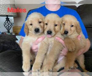 Golden Retriever Puppy for sale in BEVERLY, OH, USA