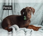 Small #5 Doberman Pinscher
