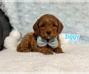 Cavapoo Puppy for sale in CAMPBELLSVILLE, KY, USA