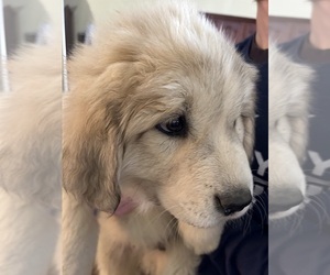 Great Pyrenees Puppy for sale in CHESTERFIELD, NJ, USA