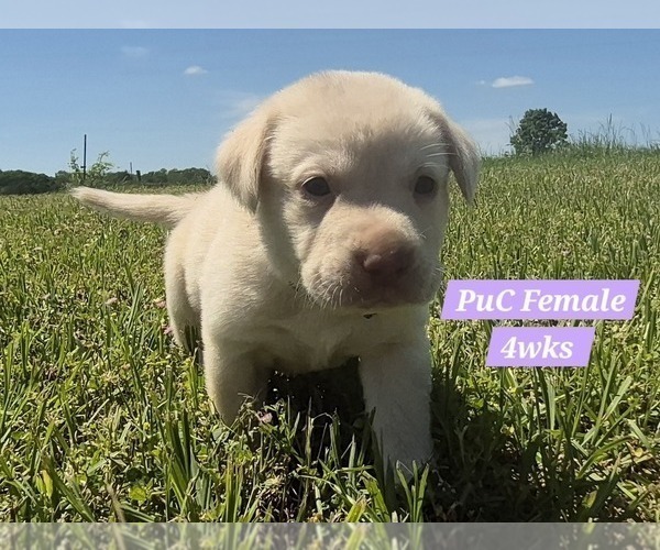 Medium Photo #111 Labrador Retriever Puppy For Sale in EDGEWOOD, TX, USA