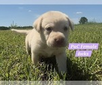 Small Photo #111 Labrador Retriever Puppy For Sale in EDGEWOOD, TX, USA